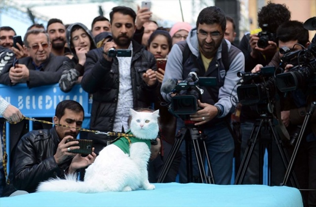 Van kedileri, güzellik yarışmasında boy gösterdi