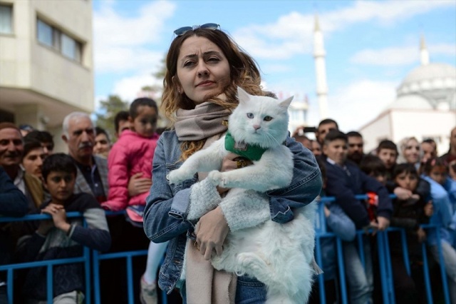 Van kedileri, güzellik yarışmasında boy gösterdi