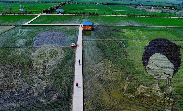 Çin'deki pirinç tarlalarında sanat eserleri