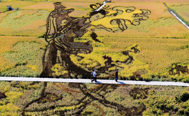 Çin'deki pirinç tarlalarında sanat eserleri