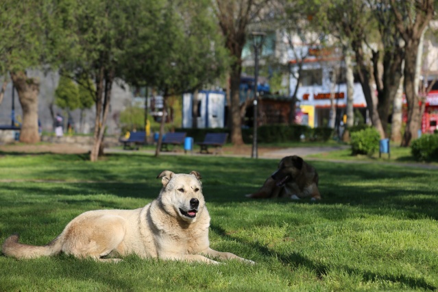 Fotoğraflarla Diyarbakır'da sokağa çıkma yasağı