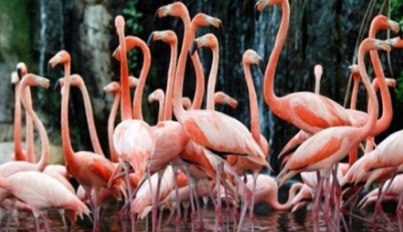 Venezuelalılar açlıktan flamingo yiyor!