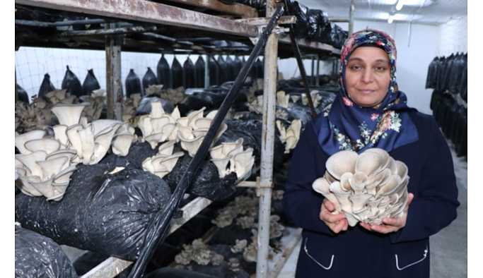 Hobi Olarak Başladığı İstiridye Mantarı İşinde Siparişlere Yetişemiyor