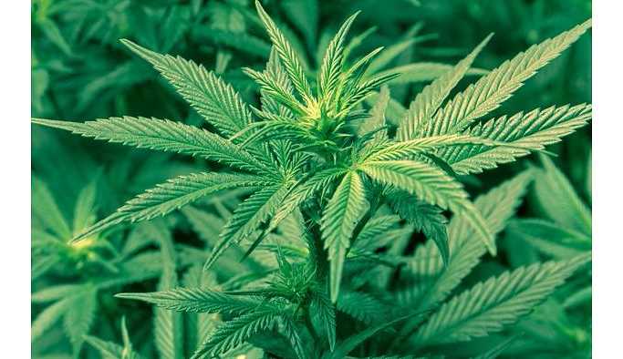 Kaliforniya'da marihuana kullanımı serbest bırakıldı