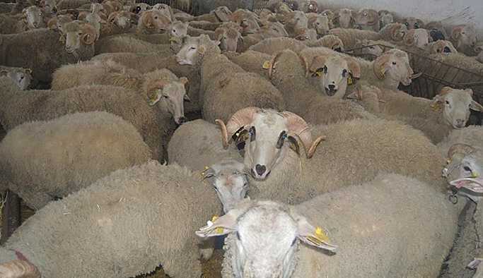 Bakan Fakıbaba: Köyüne dönene 300 koyun verilecek