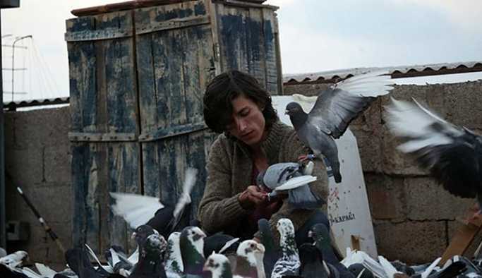 Güvercin Berlin yolunda