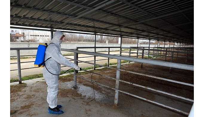 Şap hastalığı nedeniyle Bolu ve Kars'ta alarm verildi.