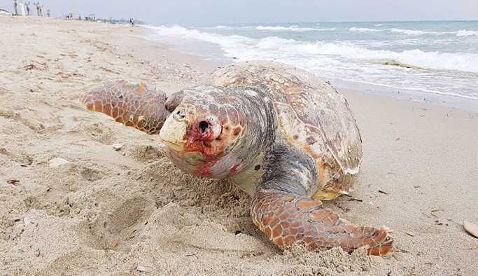 Boğazlarına olta takılan caretta carettalar öldü