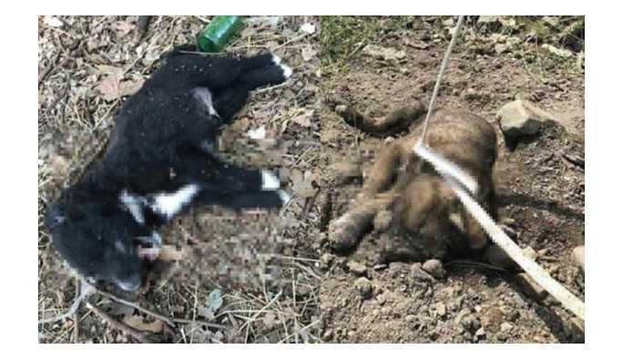 Manisa’da yavru köpekler vahşice öldürüldü
