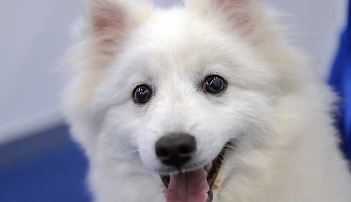 Kilo vermenin sırrı köpeklerde olabilir