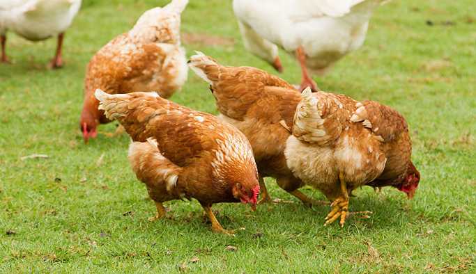 Çağrı merkezini aradı: Kümesim de İmar Barışı'na girer mi?