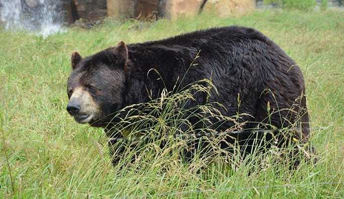 Alaska'da koruma altındaki dişi siyah ayı ve yavruları öldürüldü