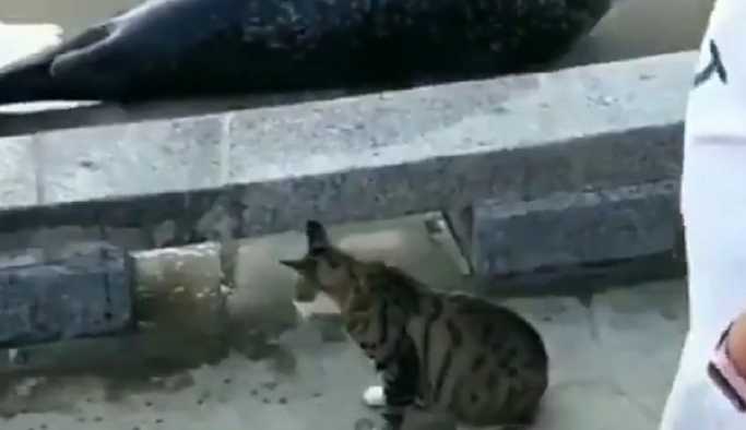 'Bu bir saldırı': Kedi, yolunu kapatan foku tokatladı