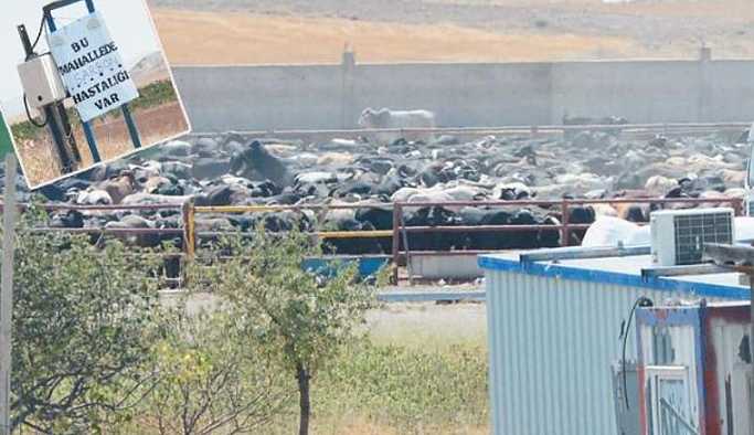 Et skandalı büyüyor: Et ve Süt Kurumu iddiayı doğruladı