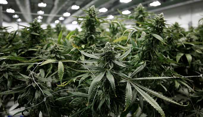 Şizofreni yatkınlığı marihuana içmeyi tetikliyor olabilir