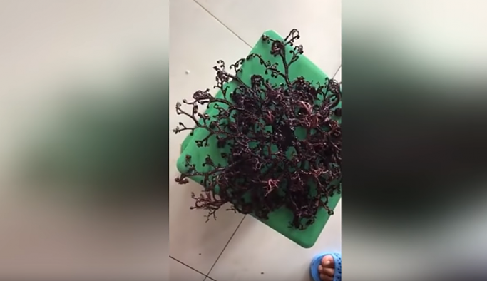 Vietnam’da kıyıya vuran deniz canlısı korku yarattı