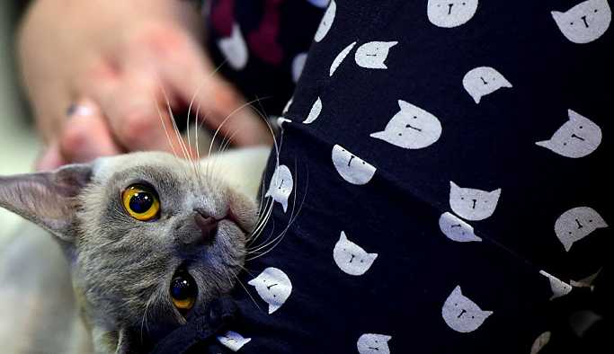 Vali yardımcılarının kedi tartışması mahkemeye taşındı