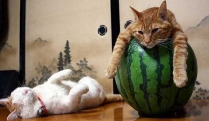 'Sadece Rusya'da olan bir meslek': Kasabanın 'kedi şefi' karınları doyuracak