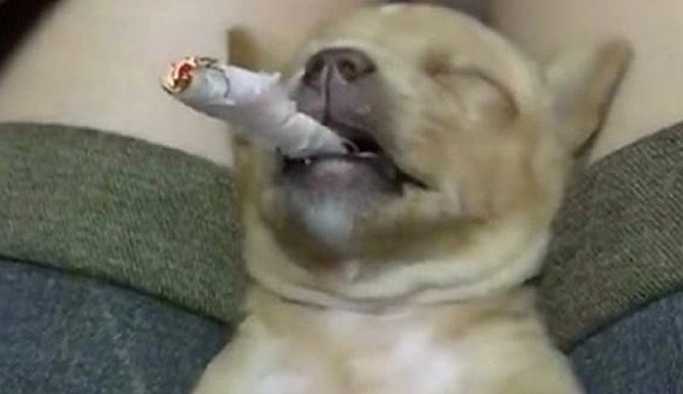 Yavru köpeğe zorla sigara içirdiler