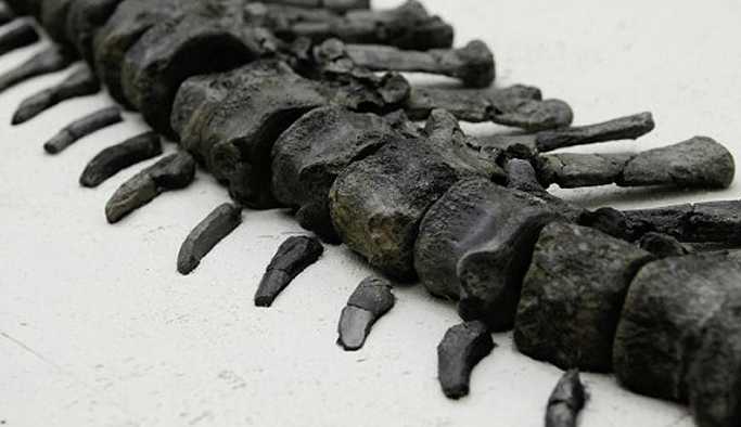 Arjantin’de bilinmeyen bir dinozor türünün kemikleri bulundu