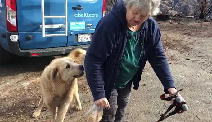 ABD'de bir köpek, kül olmuş evin önünde 1 ay sahiplerini bekledi