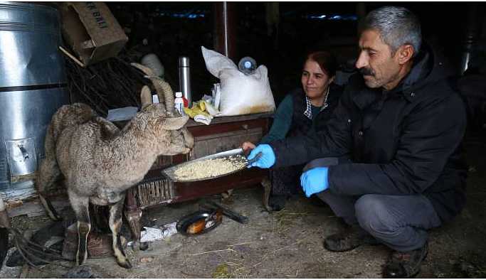 Avcılar yaraladı onlar tedavi ediyor