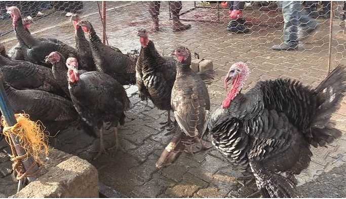 Ekonomik kriz hindi satışını düşürdü
