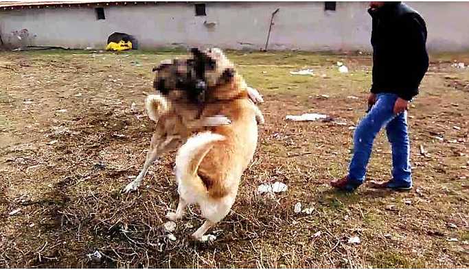 Köpeğin parçalandığı görüntüye gözaltı