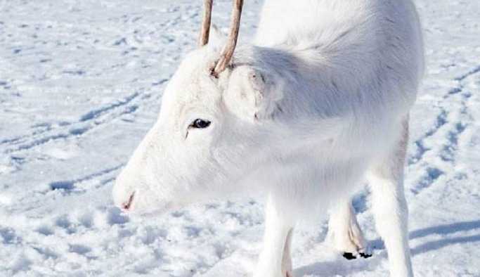 Norveç'te bir fotoğrafçı, nadir görülen beyaz Ren geyiklerini görüntüledi: Masal gibi bir andı