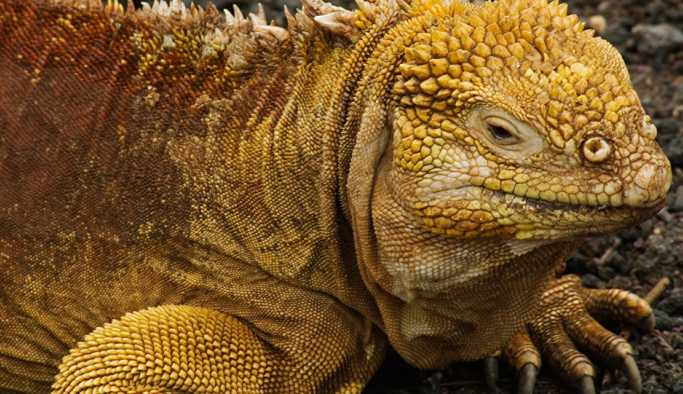 Galapagos'un Santiago Adası, Darwin'den beri ilk kez iguana gördü