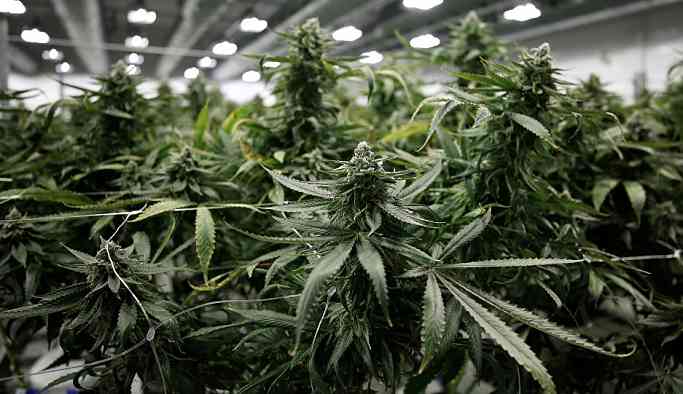 Günlük marihuana kullanımı mental psikoz riskini artırıyor