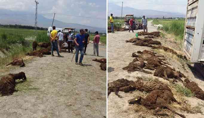 Yayla yasağı sürü sahiplerini ve hayvanları vurdu: Onlarca koyun telef oldu
