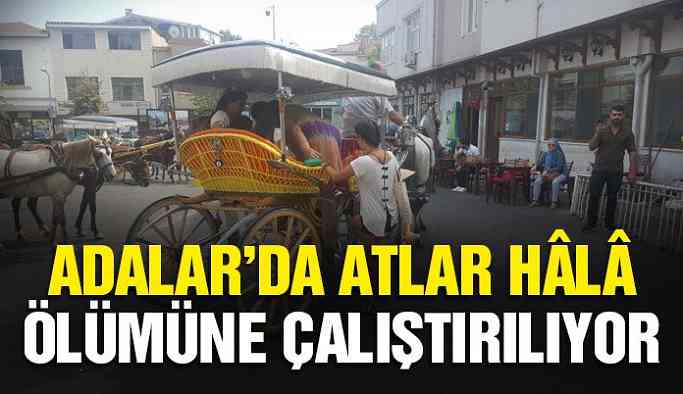 Adalar’da atlar ölümüne çalıştırılıyor