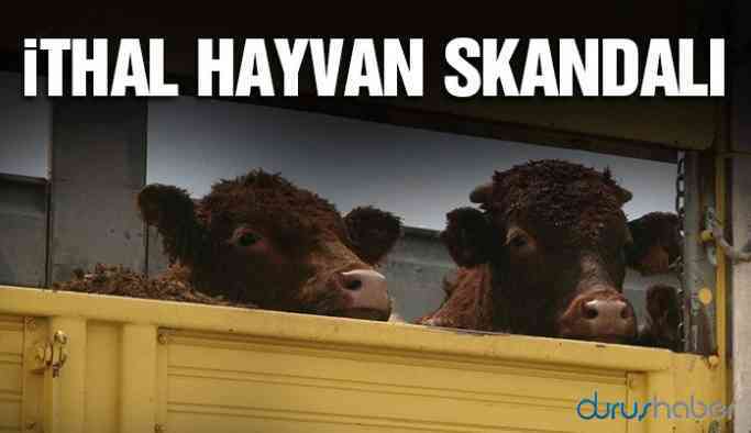 İthal hayvan skandalı