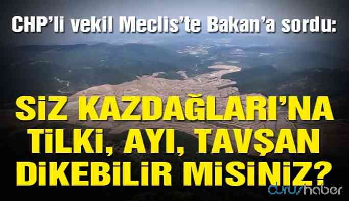 Bakan’a dikkat çeken soru: Siz Kazdağları’na tilki, ayı, tavşan dikebilir misiniz?
