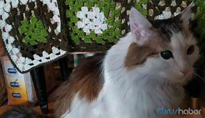 Kedi, uykuda olan sahibini ısırarak yangından kurtardı