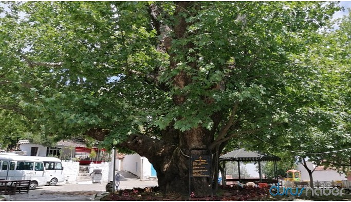 800 yıllık çınara gözleri gibi bakıyorlar
