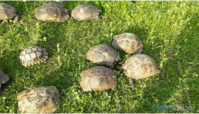 Hasankeyfliler 150 kaplumbağayı kurtardı