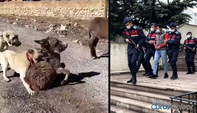 Eşek yavrusunu çoban köpeklerine parçalatan kişi hakkında yeni gelişme