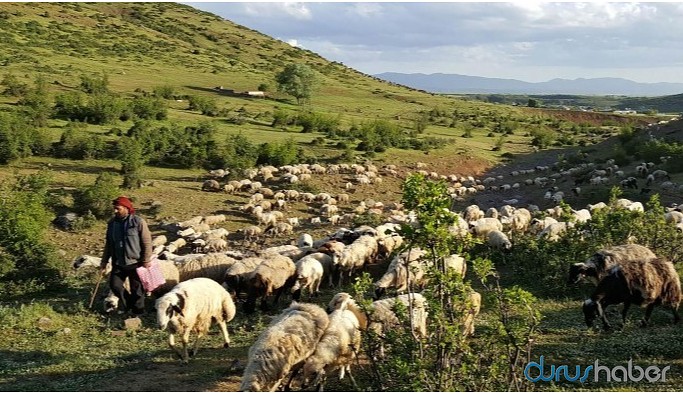 Askerden yaylacılara: Hoşumuza gitmiyorsunuz, inin oradan