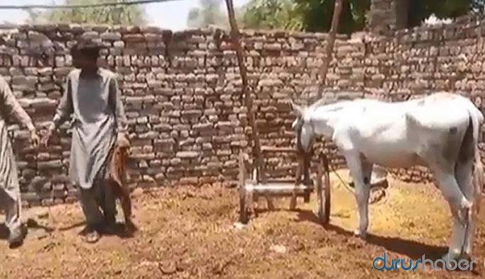 Pakistan'da bahis çetesine operasyon: Bir eşek gözaltına alındı