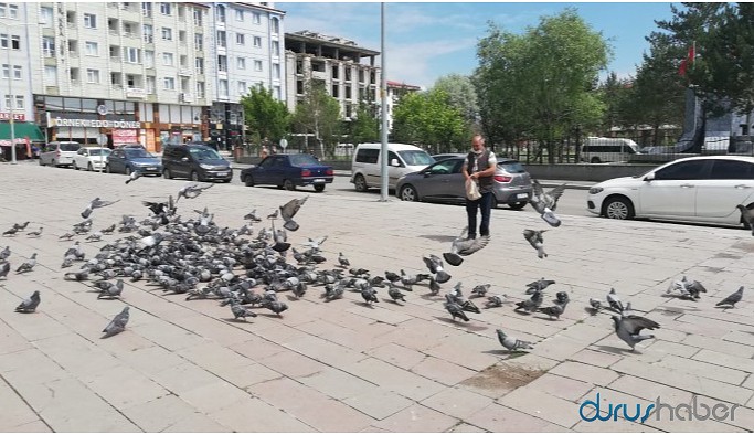 Kars Belediyesi sokak köpekleri için aşevi açtı