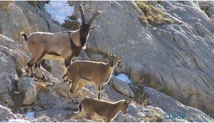 Dersim’deki ‘katliam ihalesi’ iptal edildi