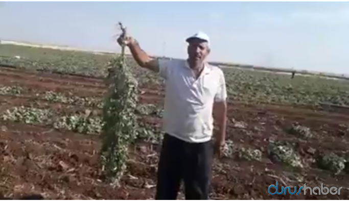 Ekinleri kuruyan çiftçiden AKP’li vekile tepki