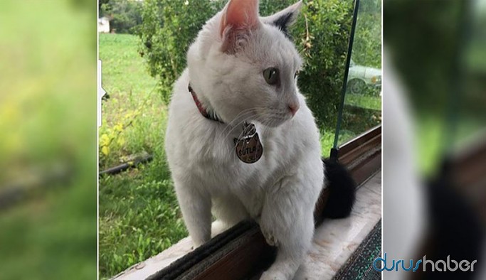 Engelli kedi 'sütlaç' silahla vurularak öldürüldü