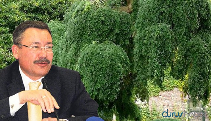 Gökçek, Ankara'ya 26 milyona Himalaya bitkisi almış