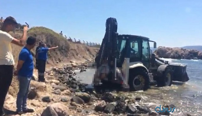 İzmir'de dört yunus vurularak öldürüldü