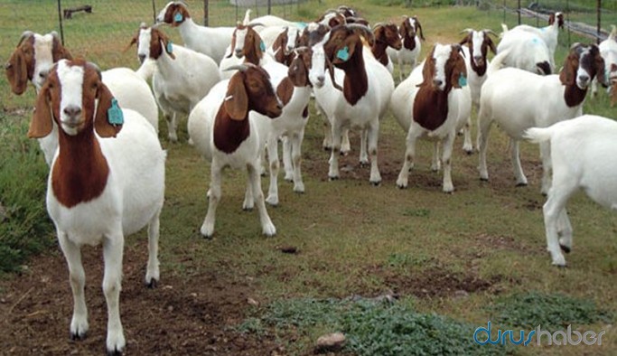 Kurban Bayramı dolandırıcılığı: Koyun görünümlü keçi