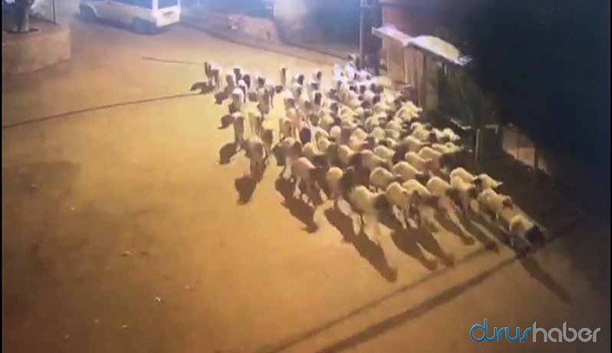 Polis, çalınan koyunları dışkılarını takip ederek buldu