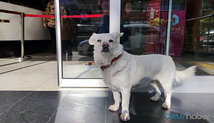 Sahibi tedavi gören köpek, 5 gündür hastane kapısı önünde bekliyor